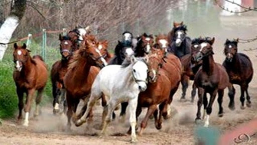 Haras national de Chaouchaoua à Tiaret: une renommée internationale et un riche palmarès