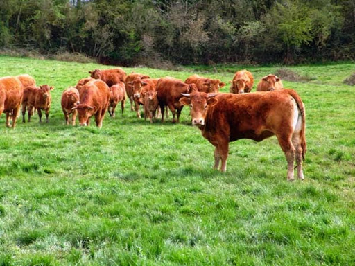 L’Algérie interdit toute importation de bovin de Tunisie à cause de la fièvre aphteuse
