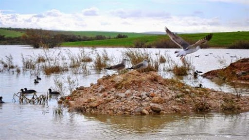 Opération de comptage des oiseaux migrateurs à Hassi El Ghella (Ain Temouchent)
