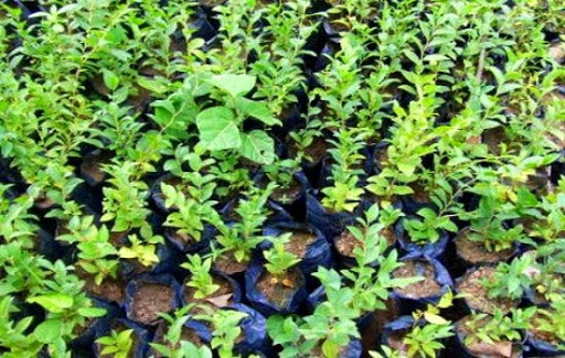 Pépinière de Tagma (Tizi Ouzou) : début d’activité en 2015