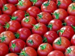 Pour augmenter la fertilité masculine, mangez des tomates