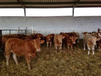 Pour augmenter la production nationale de lait : 350.000 vaches seront importées