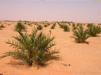 Près de 350.000 ha seront reboisés au cours du prochain plan quinquennal (2015-2019)