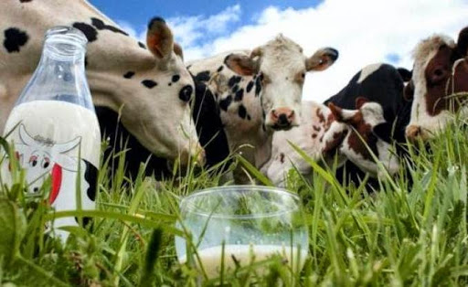 Production du lait cru en Algérie  Les producteurs subissent, une perte de 10 DA/litre