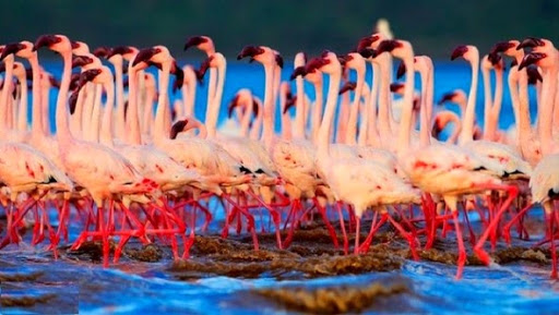 Retour en force des flamants roses dans le sud-constantinois