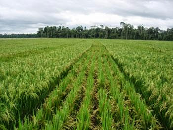 SIPSA 2014 : L&rsquo;Algérie face au développement agroalimentaire