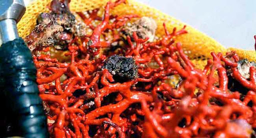 Six pêcheurs de corail interpellés par les garde-côtes au large de Annaba