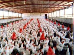 Un vaccin périmé derrière la décimation d&rsquo;une dizaine de milliers de poulets