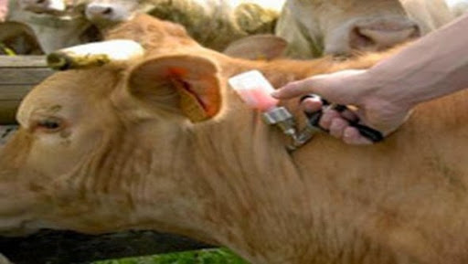 Une centaine de vétérinaires pour la campagne de vaccination préventive contre la fièvre aphteuse à Constantine