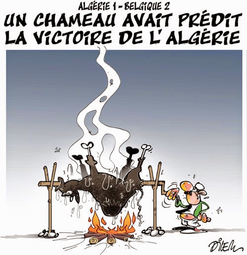 Algérie 1-Belgique 2 : un chameau avait prédit la victoire de l&rsquo;Algérie