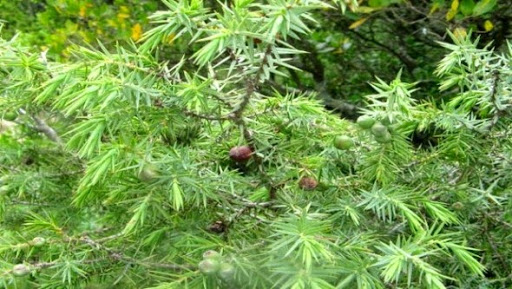 Appel à la création d’une réserve naturelle du genévrier thurifère à Batna