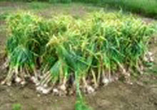 Batna, L&rsquo;ail de Ksar Belezma