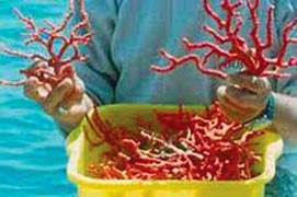 Contrebande du corail : Cinq plongeurs tunisiens arrêtés en flagrant délit