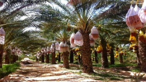 Des marges bénéficiaires excessives à l’origine de la flambée des prix des dattes