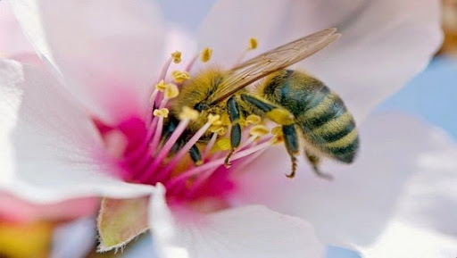 Des pesticides à base de venin d&rsquo;araignées pour protéger les abeilles