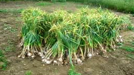 Fête de l&rsquo;ail à Ksar Belezma (Batna): les difficultés de commercialisation mises en avant