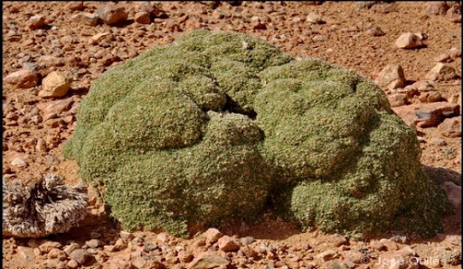 Flore saharienne: des efforts pour sauver le chou-fleur de Bou Hammama (Bechar)