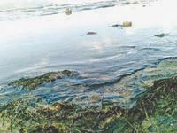 Huiles de vidange déversées dans la nature à Koléa : Des sanctions contre une société syrienne et des interrogations