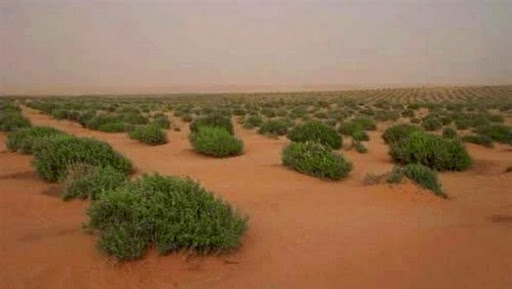 La réhabilitation du barrage vert, une priorité du prochain plan quinquennal (ministre)