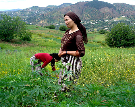 Le Maroc toujours imbattable dans la production de drogue