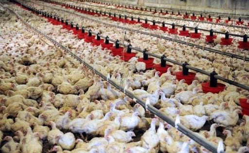 Le ministre de l&rsquo;Agriculture souligne la maîtrise de la maladie de Newcastle