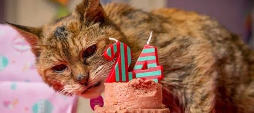 Le plus vieux chat du monde est mort à 24 ans