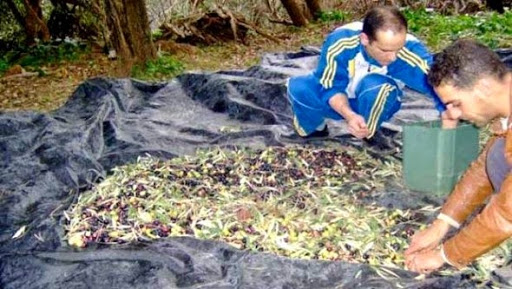 L&rsquo;UNPA appelle l&rsquo;Etat à prendre en charge les dettes cumulées des oléiculteurs