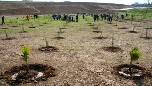 Lutte contre la désertification: plus de 28.000 arbustes plantés à El-Oued