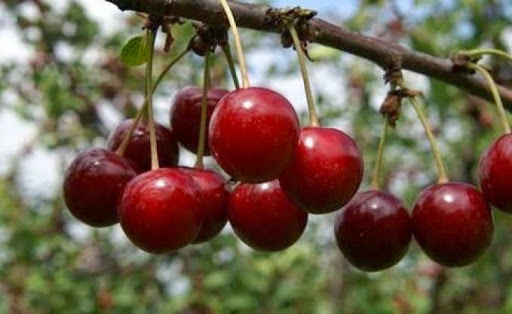 Malgré des rendements en progression, Est-ce la fin de la cerise en Algérie?