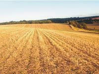 Médéa : 26 500 ha de céréales sinistrés