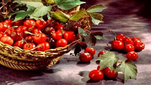 Médéa : fête de la cerise à Benchicao