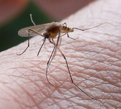 Question Une piqûre de moustique peut-elle transmettre le virus du sida ?