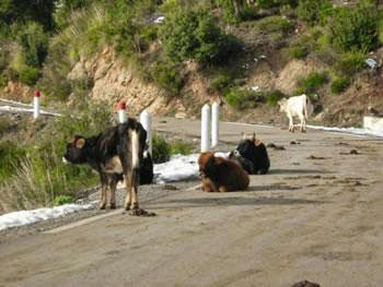 Ruralisation incontestée de la ville de annaba : Les potagers et l&rsquo;élevage bovin en milieu urbain