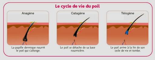 Tous les poils ne poussent pas en même temps