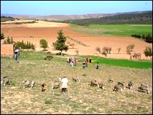 Vers la plantation de 1.400 hectares d’aires pastorales irriguées à Naâma