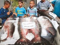 Alevinage du barrage de Béni Haroun : Plus de 300 000 jeunes poissons lâchés dans le lac