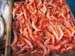 arnaque et fraude en plein ramadhan a mostaganem : du poisson surgelé vendu au prix du frais !