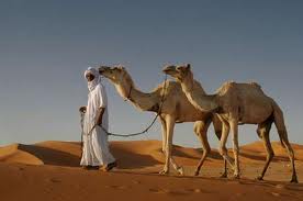 Coronavirus : sur la piste du chameau ?