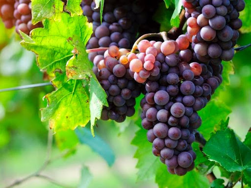 Des viticulteurs dans la tourmente à aïn témouchent : Que faire des 400.000 quintaux de raisins produits?