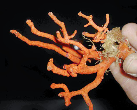 EL TARF, Du matériel de plongée et 19 kg de corail saisis