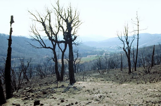 Guelma : Des incendies détruisent une vingtaine d’hectares et font trois blessés