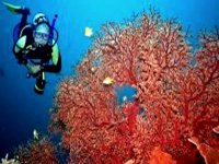 La réouverture de la pêche au corail prévue en fin d&rsquo;année (ministre)