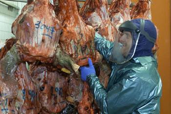 Oran,  450 kilos de viande avariée saisis