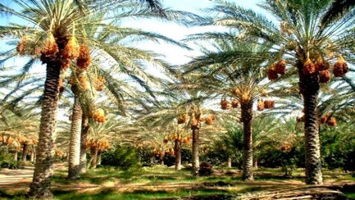 Plus de 1,2 million de palmiers traitées contre les maladies du Boufaroua et Myelois à El-Oued