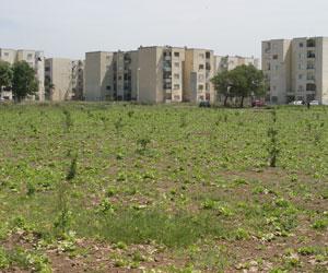 Tipaza : Récolte en baisse et problème de stockage