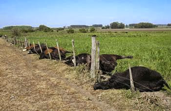 2500 bovins ont été abattus depuis le début de la maladie : Ces chiffres qui font craindre le pire
