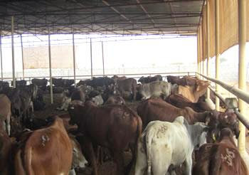 Béjaïa : 152 cas de fièvre aphteuse signalés