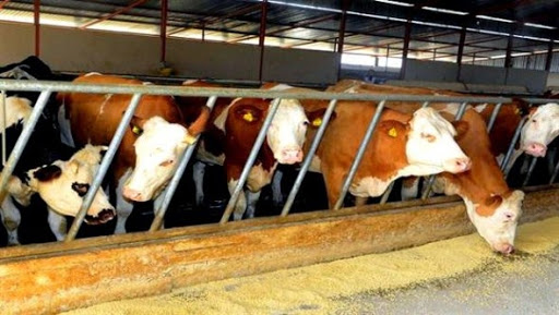 Constantine : vingt-quatre éleveurs concernés par l’indemnisation