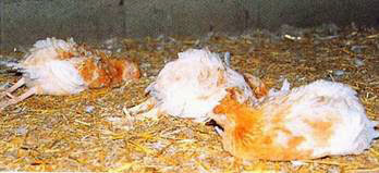 El-Tarf : Des dizaines de milliers de poulets décimés par la maladie de Newcastle