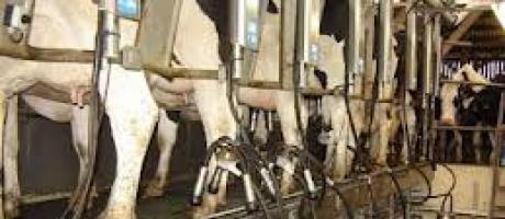 Fièvre aphteuse, Consommation du lait de vache : risque zéro